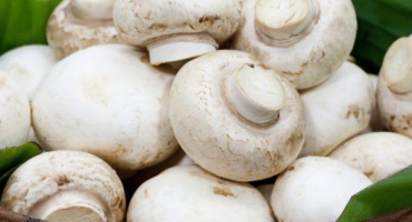 Žampiony jsou nejoblíbenější houby na světě